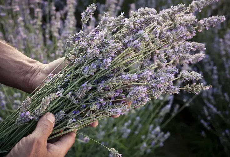 Scents that will surprise your guests for all the right reasons