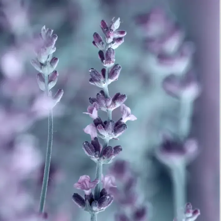 Our Lavender & Chamomile scented oils