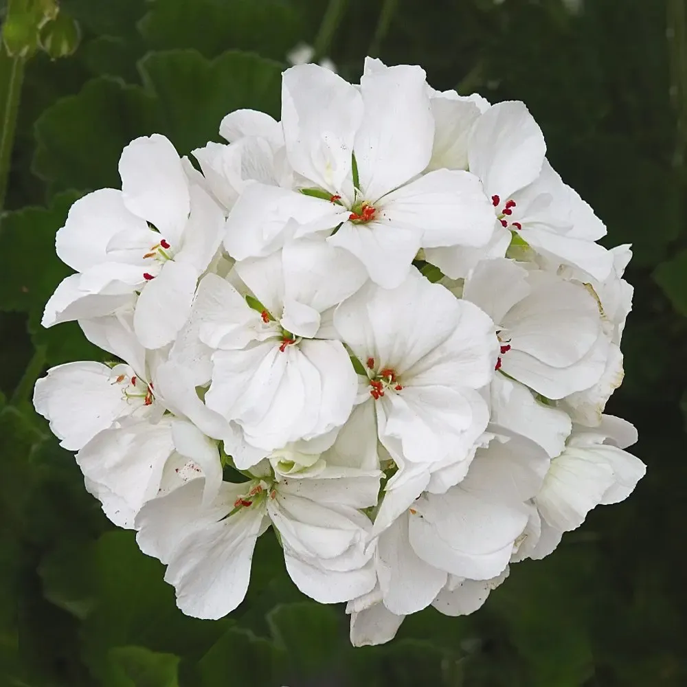 Our cotton scents are crafted from geranium, lemon and orange