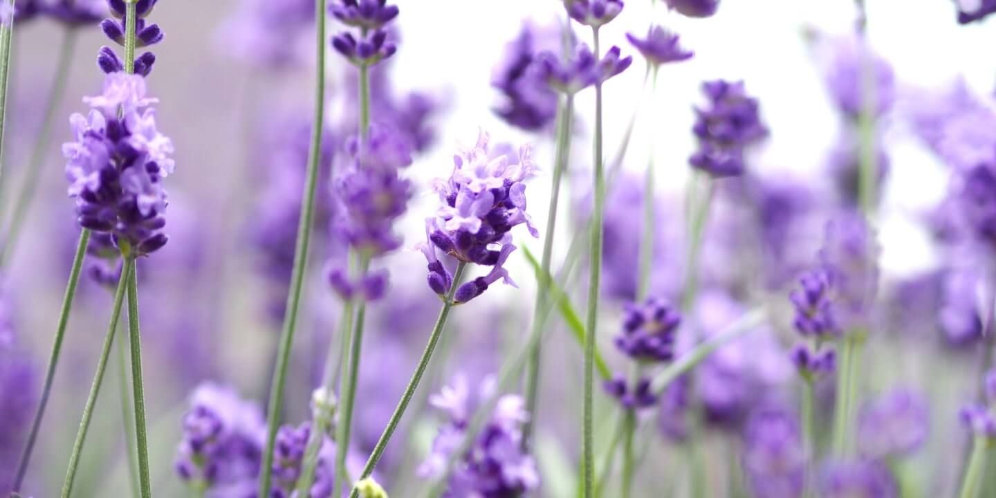 Relax & Unwind with Lavender