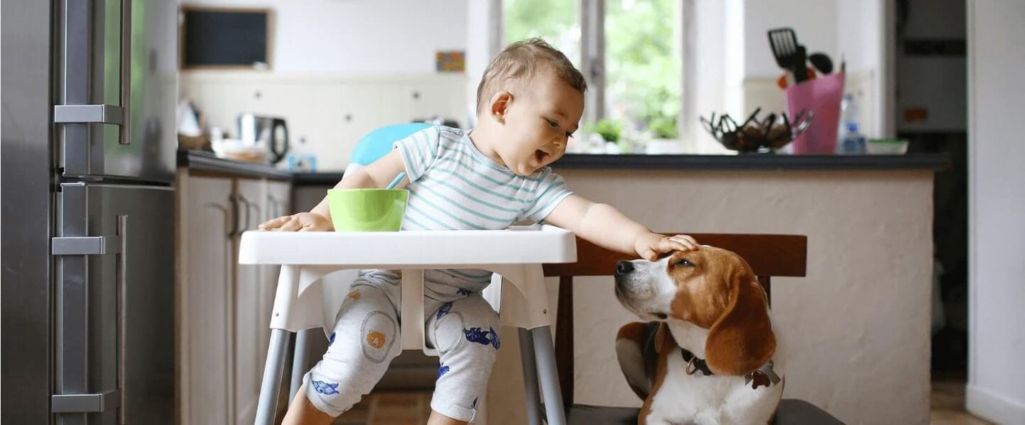 Stuck In The Dog House? Keep Pet Smells Under Control